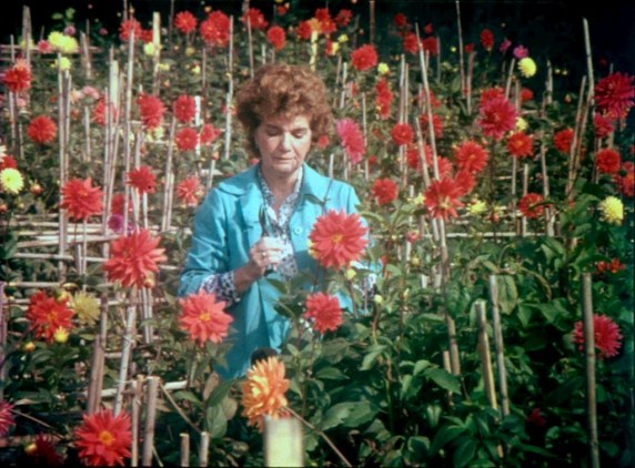 Maria Isabel Carvailhas, l'épouse de Oliveira dans son jardin aux dalhias rouges et jaunes.