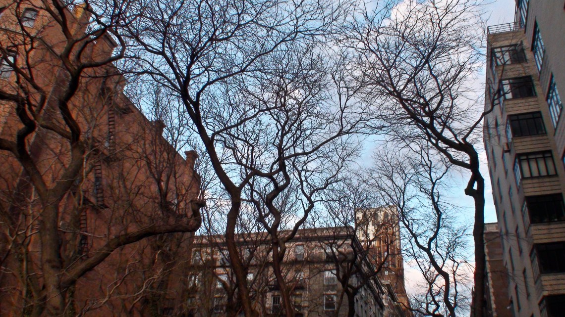 Arbres (Manhattan, mars 2009) Photo : André Lange-Médart