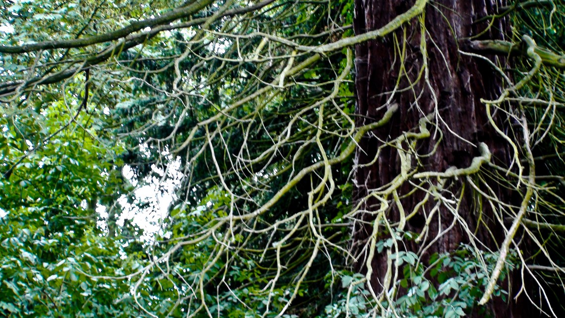 Arbre (généalogique ?) à Horion-Hozémont (Photo André Lange-Médart)